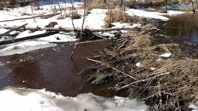 Плотина бобра смотреть онлайн