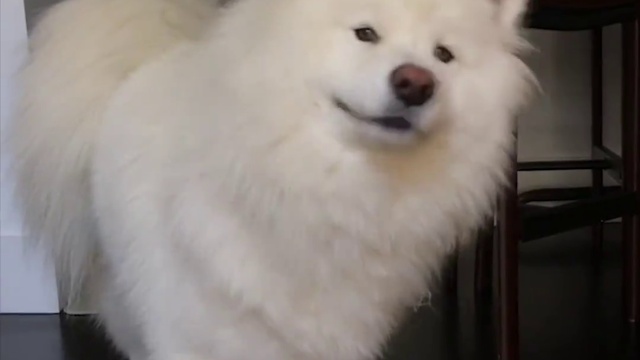 Собака мило разговаривает смотреть онлайн