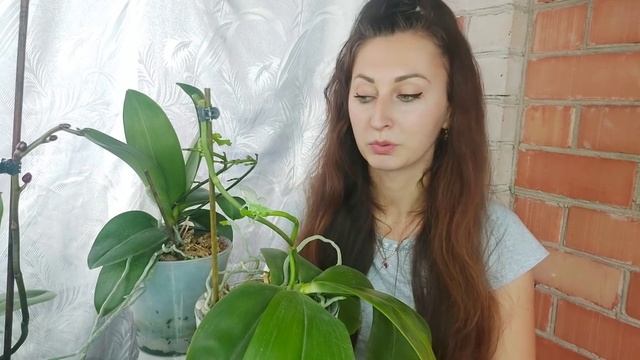 Орхидеи наливают бутоны, как ПРАВИЛЬНО ПОЛИВАТЬ в такой ПЕРИОД смотреть онлайн