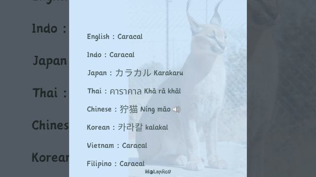 🕸️ Caracal #animals #language #caracal смотреть онлайн
