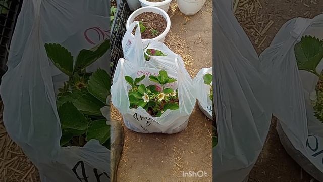 Как правильно посадить клубнику. Новые сорта на моём огороде. Мурано, Ания, Вивара. смотреть онлайн