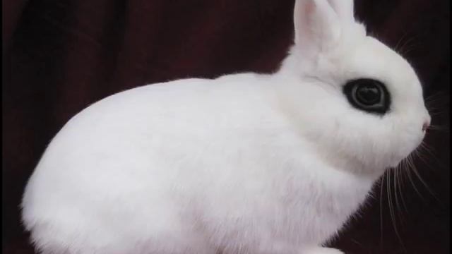 Dwarf Hotot Rabbits смотреть онлайн