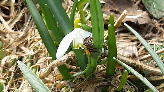 просто Подснежники, или Галантусы (лат. Galanthus)