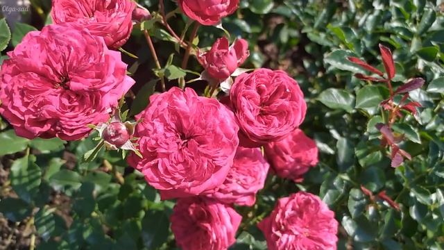 Неприхотливые розы для начинающих розоводов. смотреть онлайн