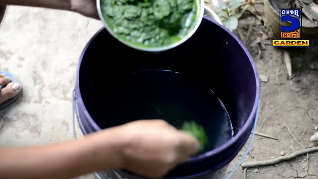 সুপার শক্তিশালী ঘরোয়া জৈব কীটনাশক “নিমাস্ত্র” তৈরির ফর্মুলা ! How to make Neemastra Pesticide ! смотреть онлайн