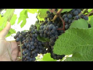 виноград Один в Сибири