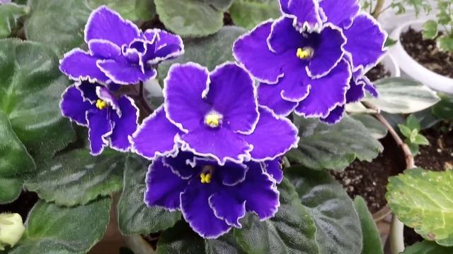 Комнатные растения. Мои Излишки. 8 мая смотреть онлайн