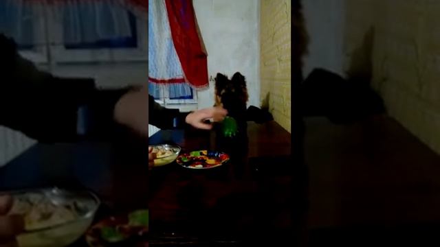 Немецкая-длиннашёрстная овчарка. смотреть онлайн