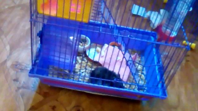 Что едят джунгарские хомячки,,,? смотреть онлайн