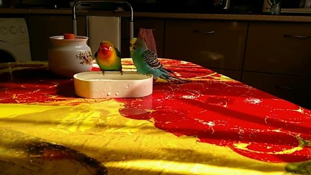 7. Птицы и животные - Водные процедуры смотреть онлайн