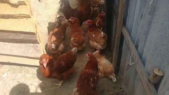 ЧЕМ ЛИЧИТЬ КУР НЕСУШЕК?//СКОЛЬКО ПЕТУХ МОЖЕТ НАХОДИТСЯ В ХОЗЯЙСТВЕ// смотреть онлайн