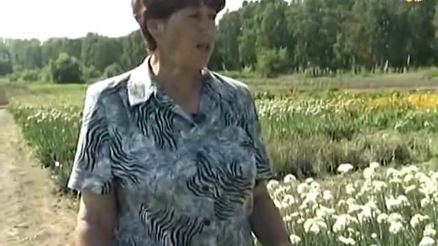 Лук, душистый, любимый многими смотреть онлайн