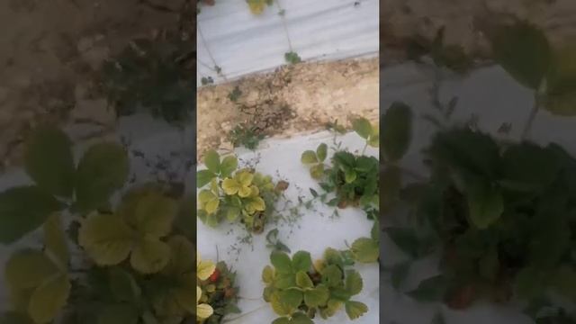 Динамика клубники сорт 