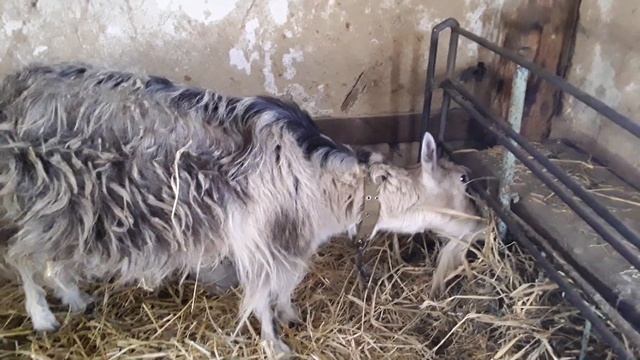 А ВЫГОДНО ЛИ ДЕРЖАТЬ КОЗУ?! смотреть онлайн