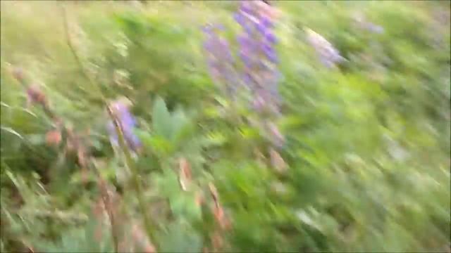 Островское - поездка на рыбалку на р. Мера, 24.06.2012 г. смотреть онлайн