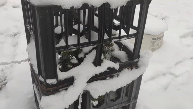 Защита веток деревьев от повреждений под массой снега смотреть онлайн