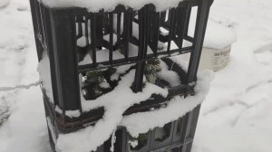 Защита веток деревьев от повреждений под массой снега