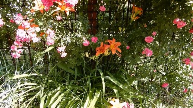 Роза Эксцельза Такого Вы точно не видели.Лавина роз с одного куста.Роза которая растет сама по себе смотреть онлайн