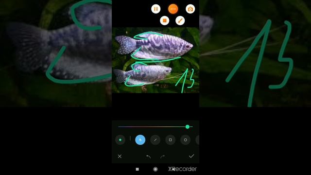 Гурами самка и самець