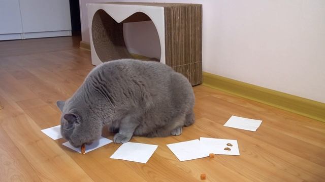 Какой вкус мяса выберет кот/ Hungry cat смотреть онлайн