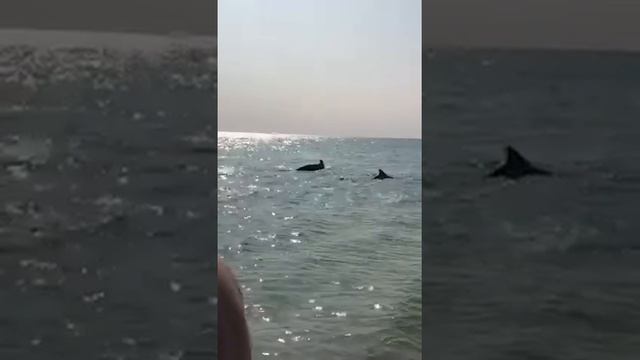 Нападение дельфинов 2020 черное море dolphins attack смотреть онлайн