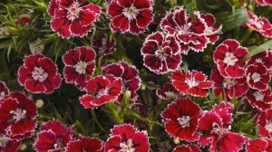 Как Выращивать Гвоздику Дома