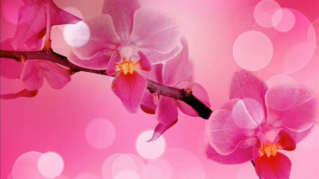 Школа "Успех в Internet PRO100".wmv смотреть онлайн