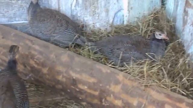 бройлерная цесарка 2 месяца смотреть онлайн