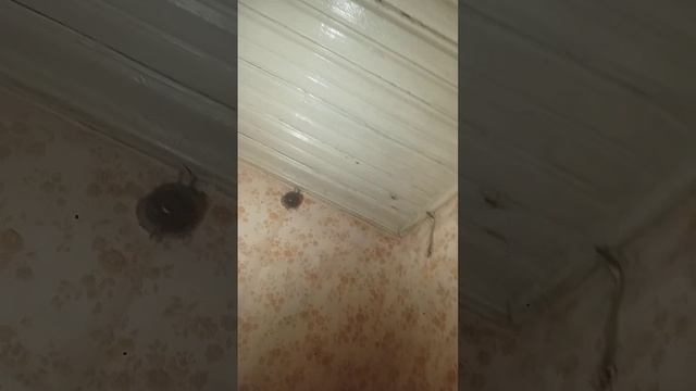 Суд над муха от света и "духа"! (интересный способ ловли) смотреть онлайн