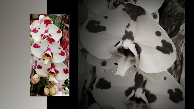 Удивительный мир Орхидей/Amazing world of Orchids смотреть онлайн