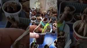 проращивание проблемных клубней георгин.мой опыт.