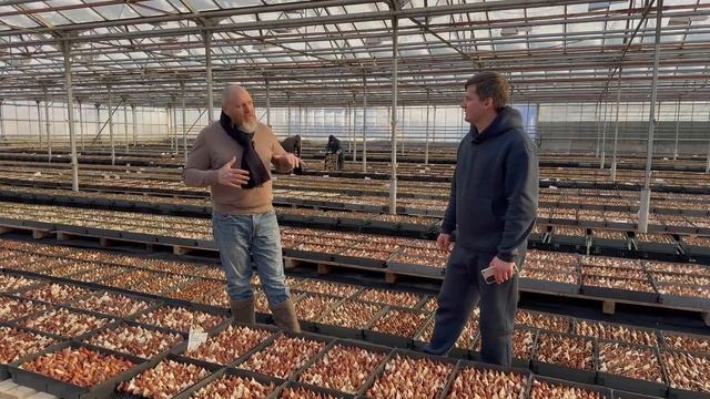 Лайфхаки в выращивании тюльпанов смотреть онлайн