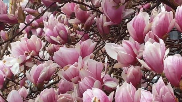 Focus Photos смотреть онлайн