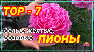 Прекрасные пионы для вашего сада. Часть 1 / Сад Ворошиловой