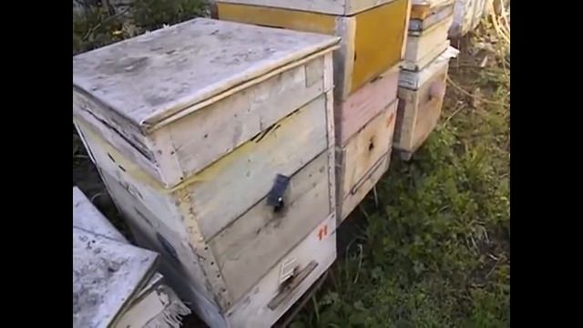 ошибки пчеловода и пчелы без меда в августе - постоянное срывание маточников, чтобы пчелы не роилис смотреть онлайн