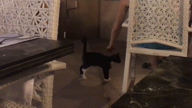 Emre Hotel Marmaris или отель с котами) Видео отзыв Эмре Отель Мармарис Турция