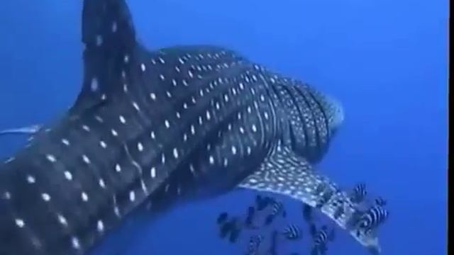 Dev Balina Köpek Balığı 14 Metre 36 Ton Rhincodon typus смотреть онлайн