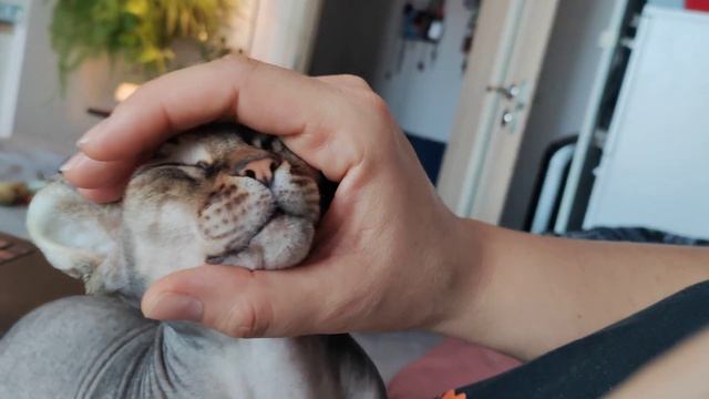 красивый ласковый сфинкс эльф пришёл, что бы его погладили смотреть онлайн