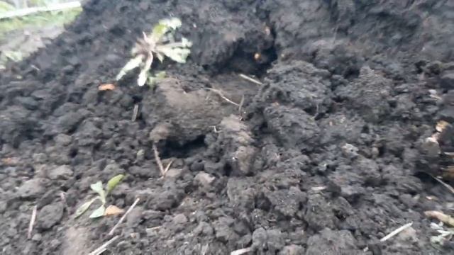 Ограничение малины от расползания. смотреть онлайн