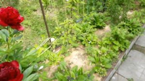 Пион АРМАНИ- показ заказчикам...20.06.23.