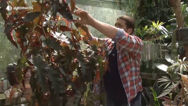 BEGONIA Superba “Irene nuss” 👩🌾 Características y reproducción por esquejes 🌱 Jardinatis смотреть онлайн