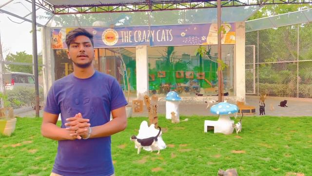 Cats Rescue in Lahore SA Garden phase 2 the crazy cats project смотреть онлайн