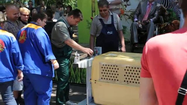 Взвешивание питона в Николаевском зоопарке2.AVI смотреть онлайн