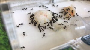 мои колонии: Жнецы, Lasius Niger и Flavus.