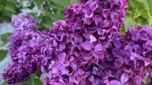 Сирень обыкновенная Анна Шиач, Syringa Anne Shiach  (Хавемейер, США, 1943)