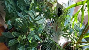 [ОБЗОР] Тропические Растения (ч. 1) Филодендрон Тортум, Филодендрон Глориозум, Монстера Субпинната?