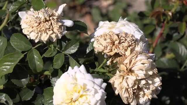 роза надя мейдилант - питомник роз полины козловой - rozarium.biz. Nadia Meillandecor смотреть онлайн