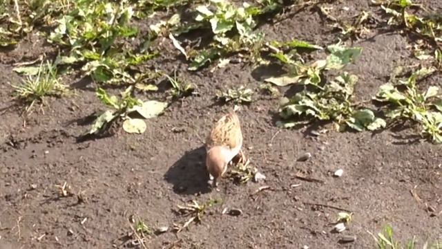 у воробушек на завтрак семечки !!! смотреть онлайн