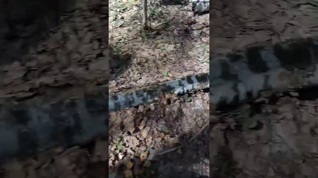 Строчки в подмосковье.гуляем семьёй смотреть онлайн