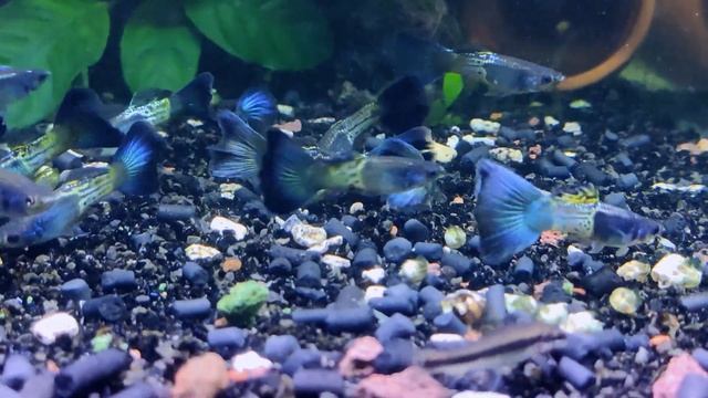 Гуппи синяя кобра сапфир смотреть онлайн